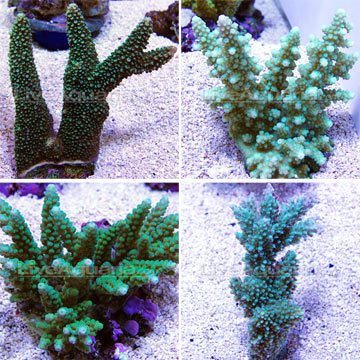 Branching Acropora Coral, Green