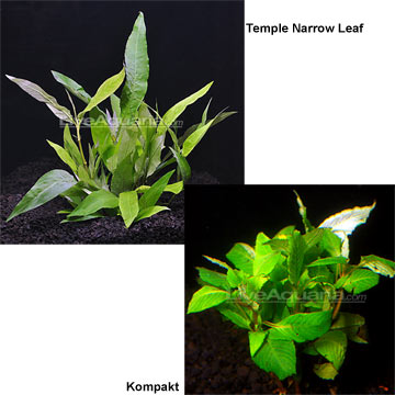 Freshwater Aquarium Plants