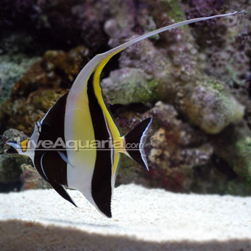 Moorish Idol