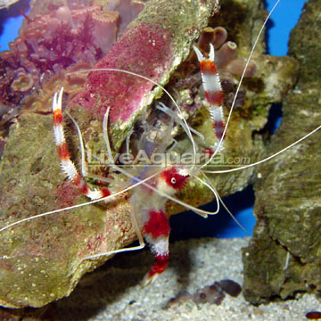 p-78426-shrimp.jpg