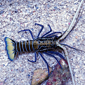 p-78582-lobster.jpg