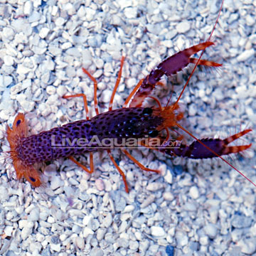 p-78634-lobster.jpg