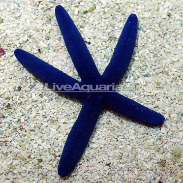 Saltwater Aquarium Starfish