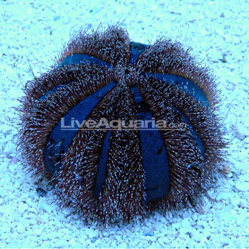 p-79336-Blue-Tuxedo-Urchin.jpg