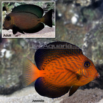 chevron tang freshwater fish chart