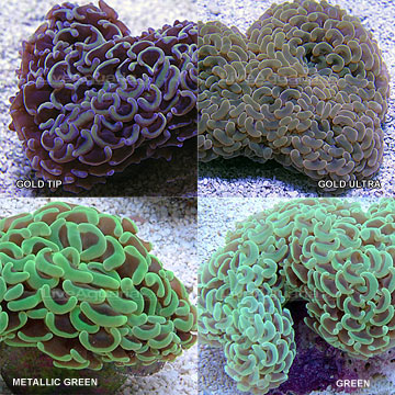 saltwater aquarium corals for marine reef aquariums hammer coral