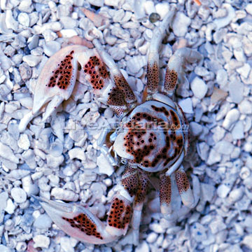 p-79869-crab.jpg