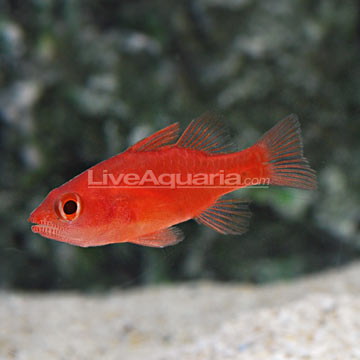 red stoplight cardinalfish locally