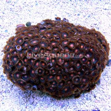Colony Polyp, Orange Spot
