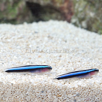 p-80275-neon-blue-goby.jpg