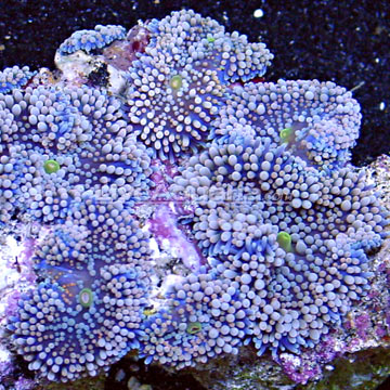 Purple Ricordea