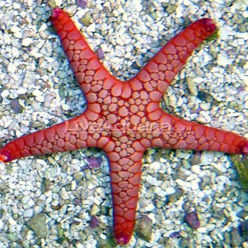 Pictures Of Starfish (Sea Star) - Free Starfish (Sea Star) pictures 