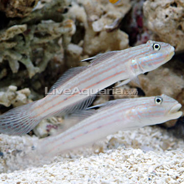 p-80468-goby.jpg