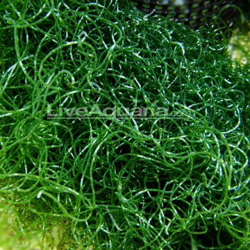 p-80574-chaetomorpha-algae.jpg