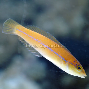 Neon Wrasse