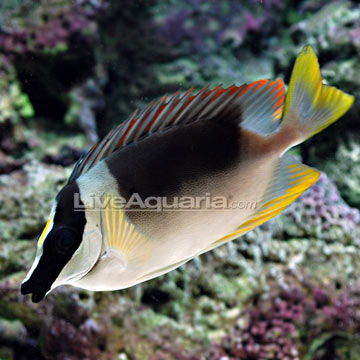 Facial Products on Home   Saltwater   Marine Fish   Foxface   Rabbitfish   Magnificent