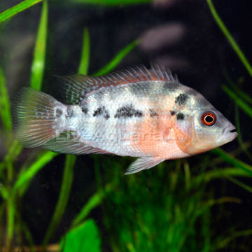 tropical fish for freshwater aquariums red star flower cichlid fish compatibility chart