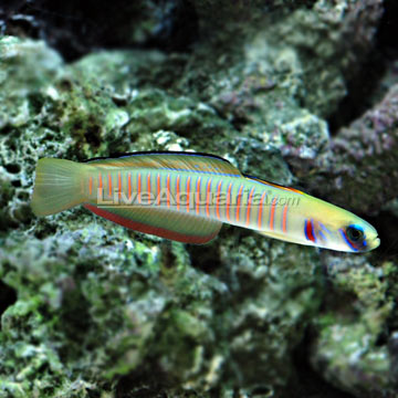 Zebra Barred Dartfish