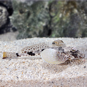 Robin Fish on Sea Robin Prionotus Sp