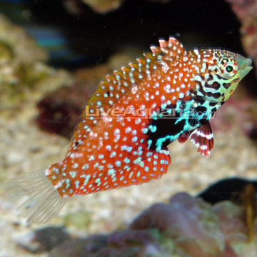 http://www.liveaquaria.com/images/categories/product/p-80748-Blue-Star-Leopard.jpg
