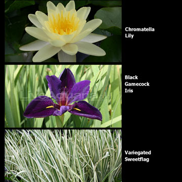 Container Garden Hardy Zones 5-11