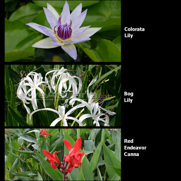 Container Garden Tropical Zones 9-11