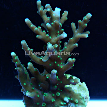 reef tools reef aquarium