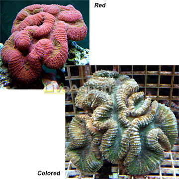 Saltwater Aquarium Corals for Marine Reef Aquariums: Brain Coral ... Saltwater Aquarium Corals for Marine Reef Aquariums: Brain Coral ...