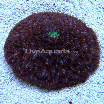Plate Coral, Purple Short Tentacle