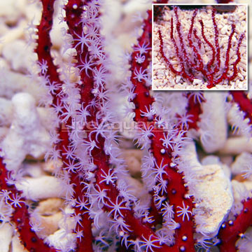  http://lovesfish.blogspot.com/2015/08/corals-red-finger-gorgonian-diodogorgia.html