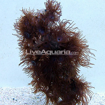 Stick / Tree Polyp