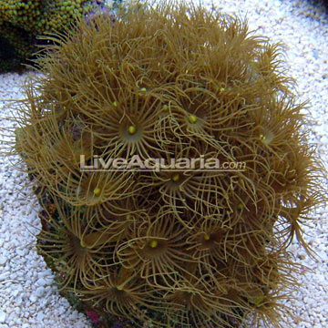 p-86070-colony-polyp.jpg
