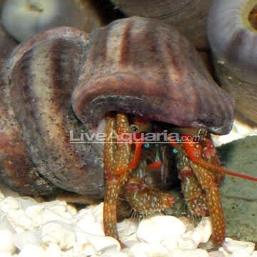 Marine Hermit Crab Lifespan