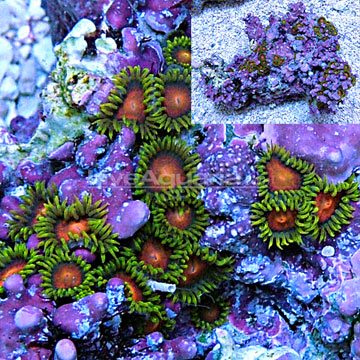 marine polyps