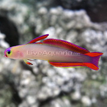 p-89265-Firefish-Purple.jpg