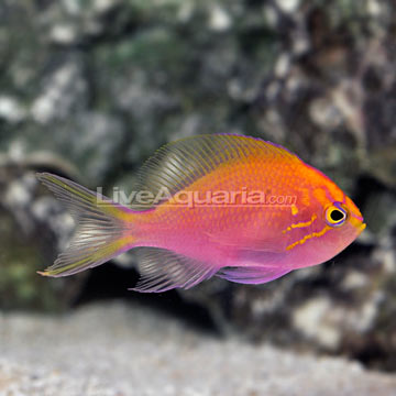 Fathead Sunburst Anthias