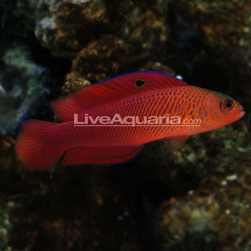 Mccullochi Dottyback