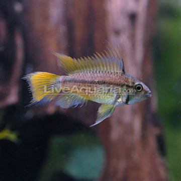 Cockatoo Cichlid