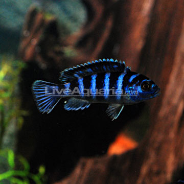 tropical fish cichlids