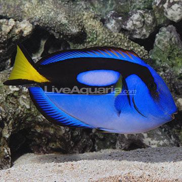 p-89505-blue-tang.jpg