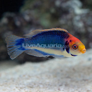 p-89508-red%20head%20wrasse.jpg