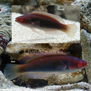 Bluestripe Fairy Wrasse