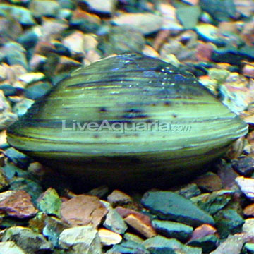 Fresh Water Fish on Tropical Freshwater Invertebrates For Aquariums  Freshwater Clam