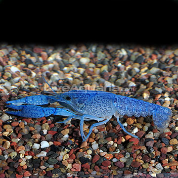 p-89576-cobalt-lobster.jpg