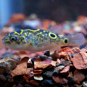 Figure 8 Puffer Figure 8 Puffer