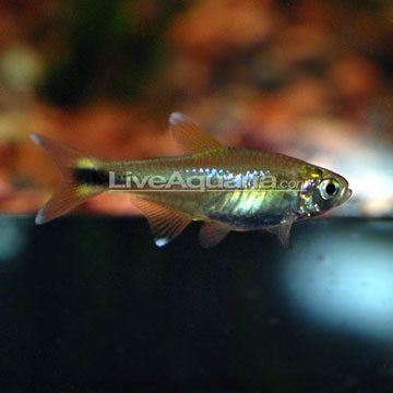 Silver Tip Tetra