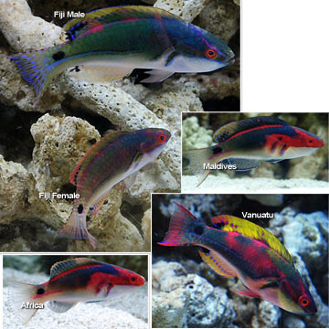 p-89599-exquisite-wrasse.jpg
