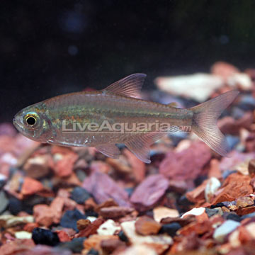 Gold Tetra, Captive-Bred