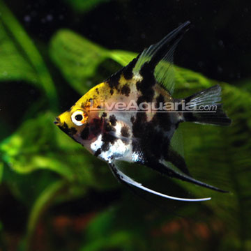freshwater angelfish tank www