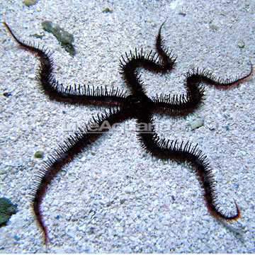 Saltwater Aquarium Starfish